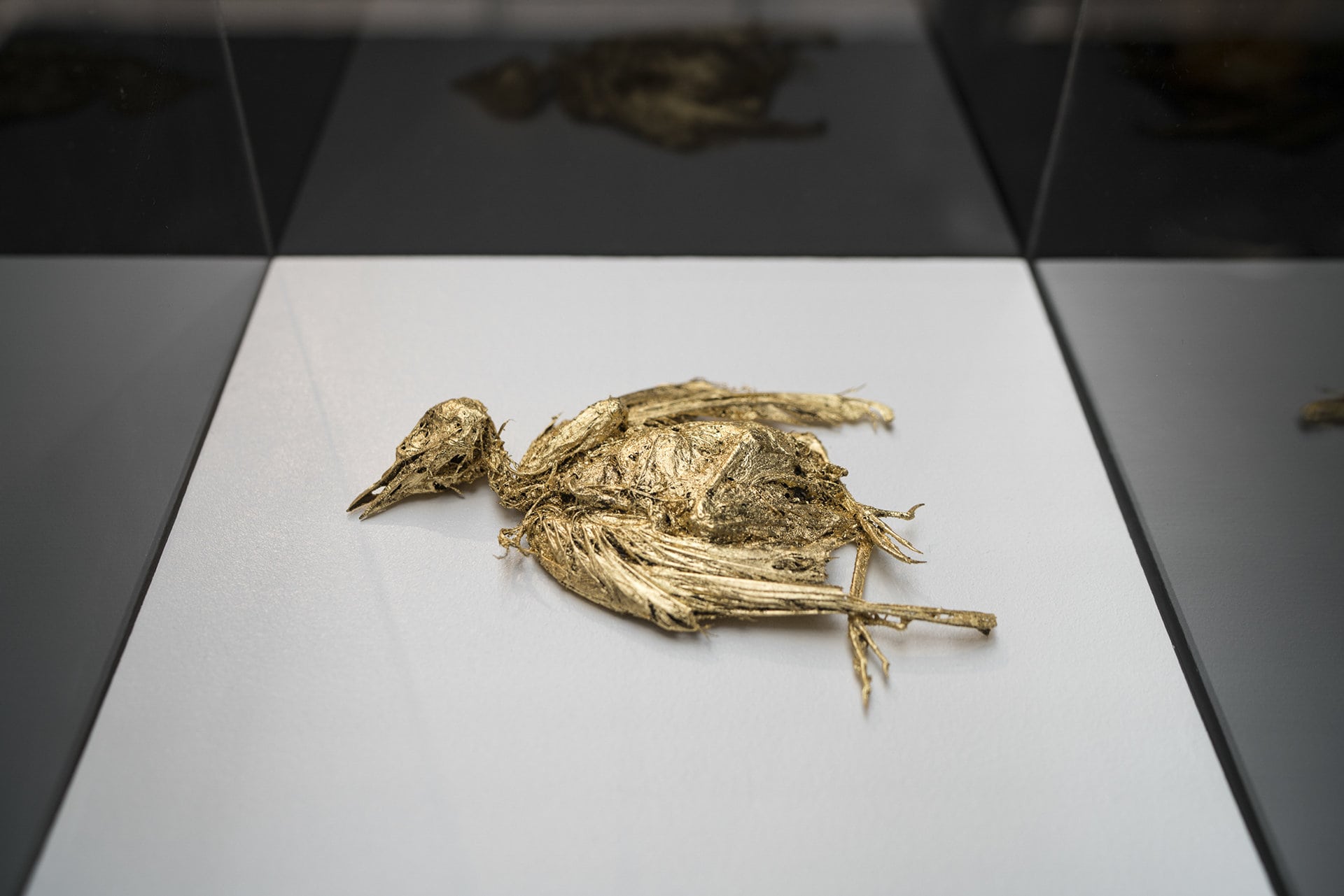 Samuel Yal, Les oiseaux se cachent pour mourir, 48°50’55.6″N 2°13’06.3″E, Matières organique, feuilles d’or 13x15x3 cm, 2017