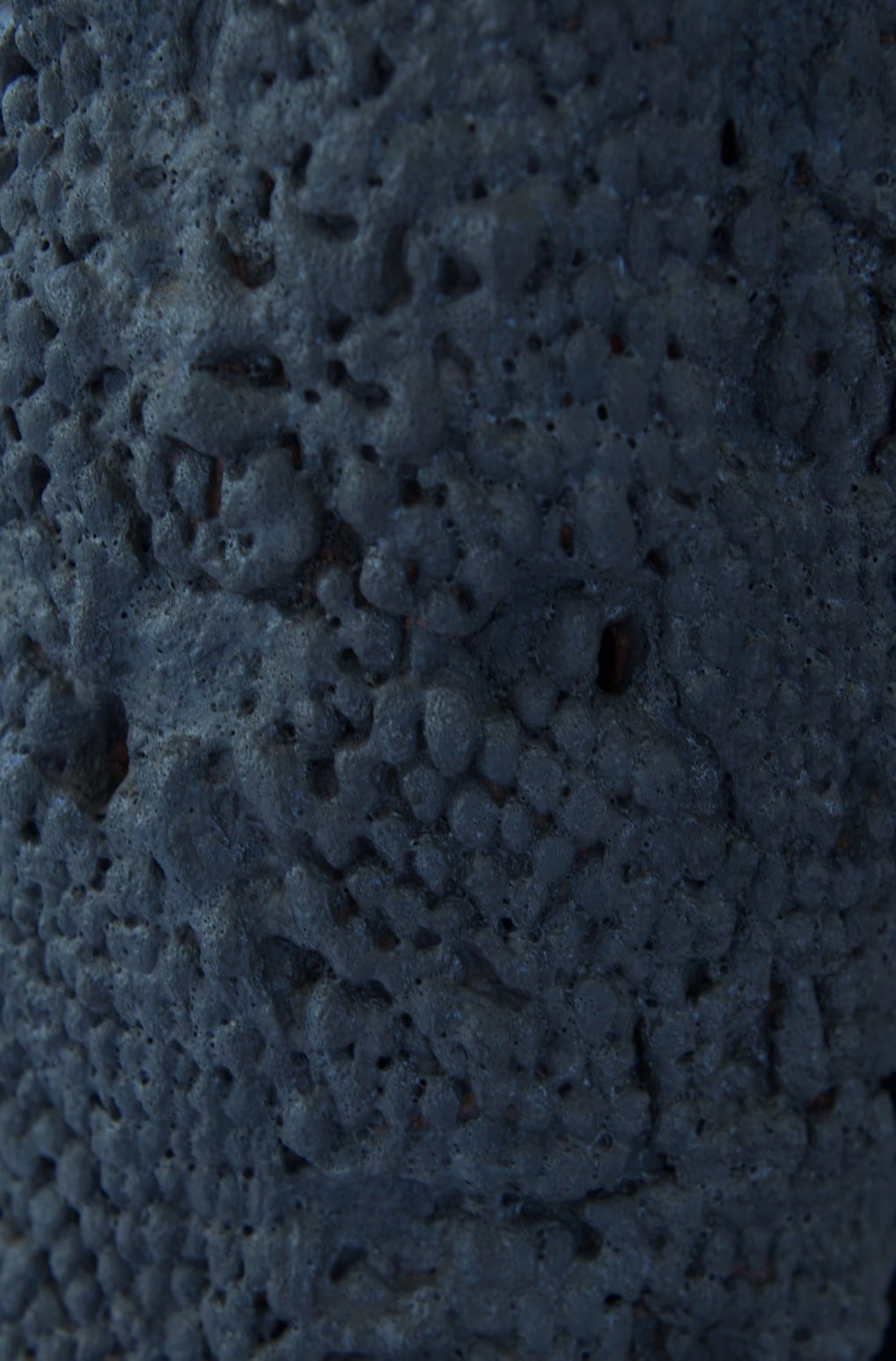 cyprèsdétails copie
